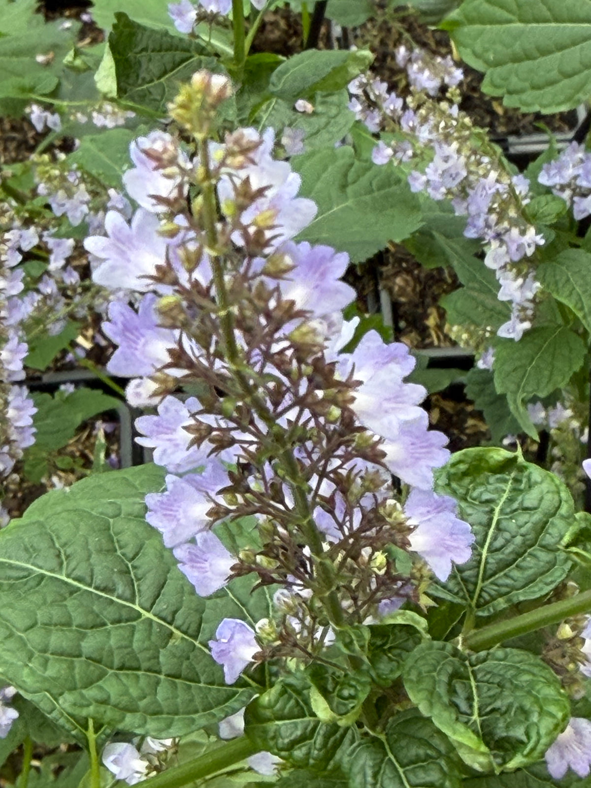 Isodon (Plectranthus)  excisus