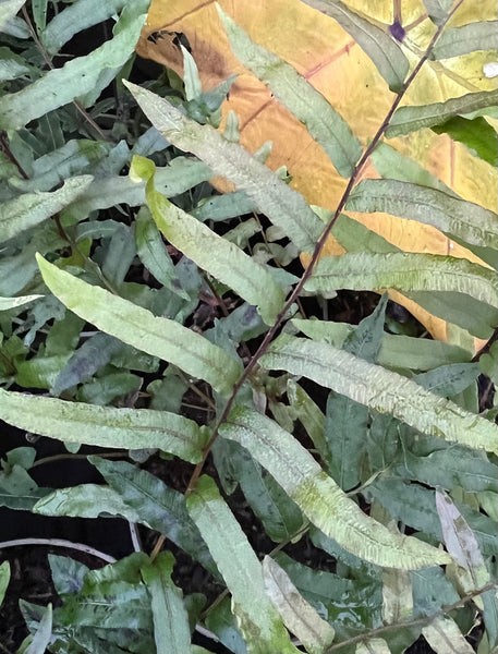 Parablechnum (Blechnum) minus