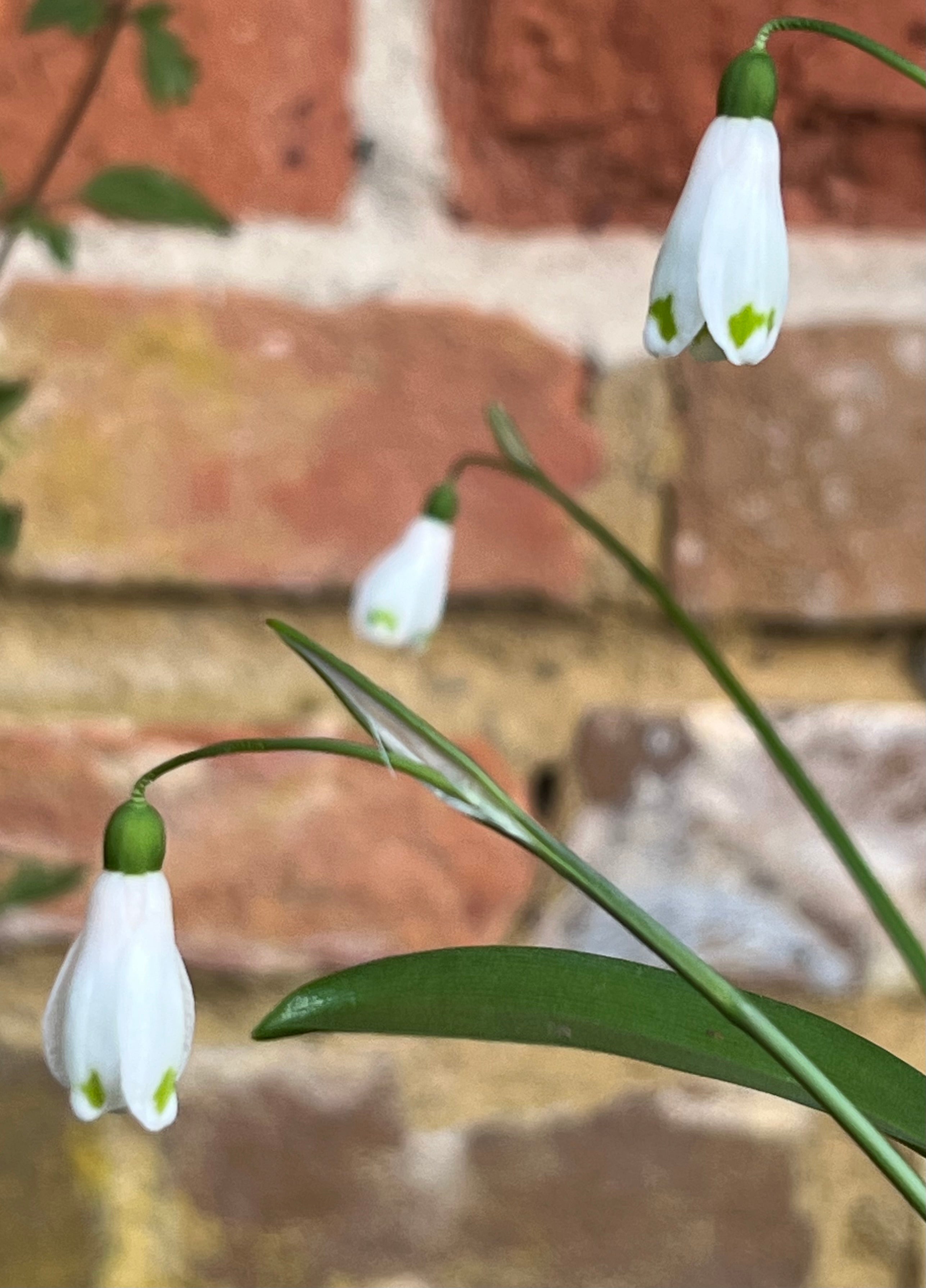 Galanthus woronowii &#39;Befana&#39;