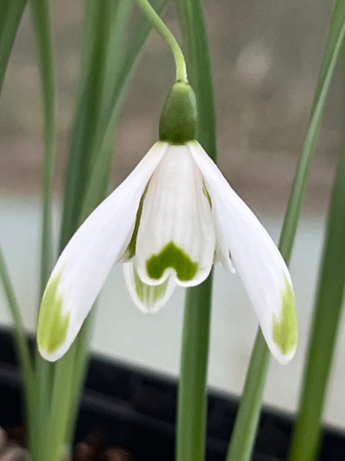 Galanthus 'Mill House'