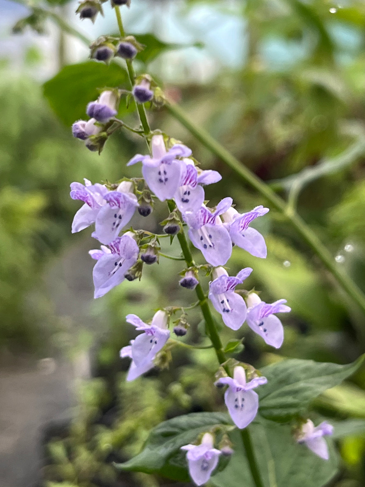 Isodon (Plectranthus)  excisus