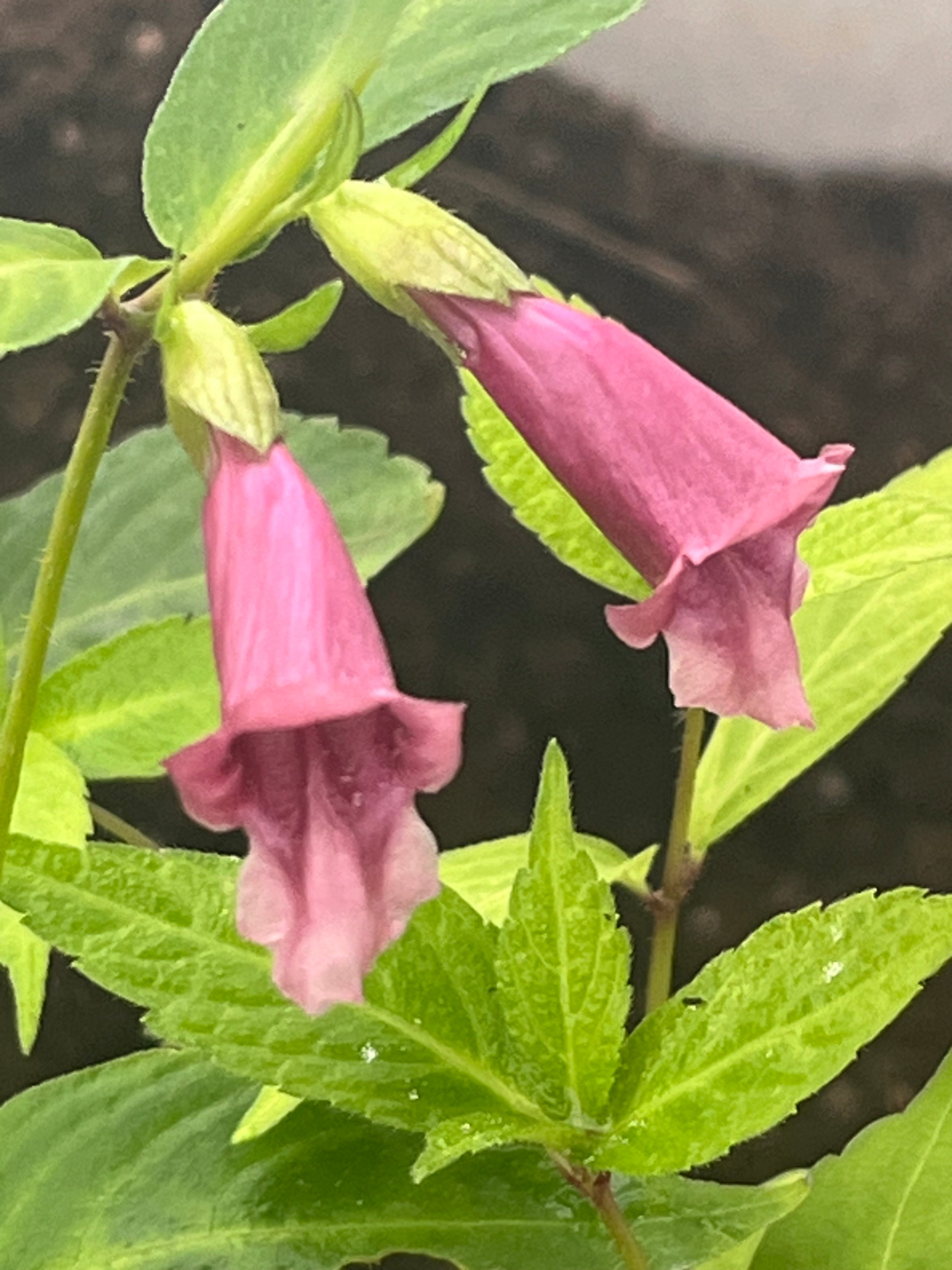 Chelonopsis yagiharana