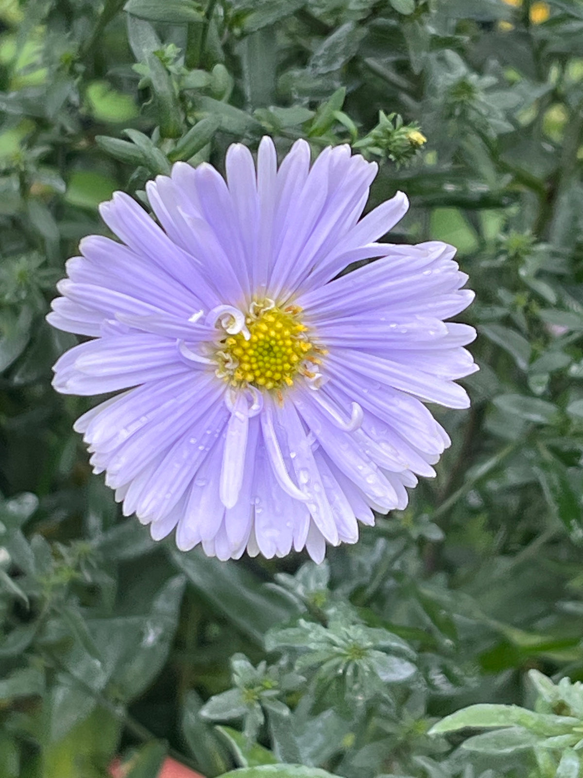 Aster (Symphyotrichum) novi-belgii ‘Porzellan'