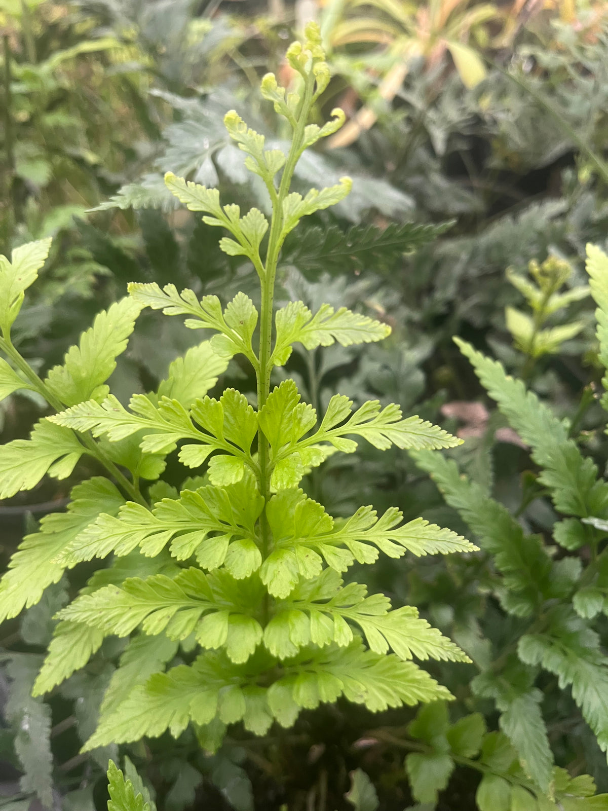 Asplenium lyallii