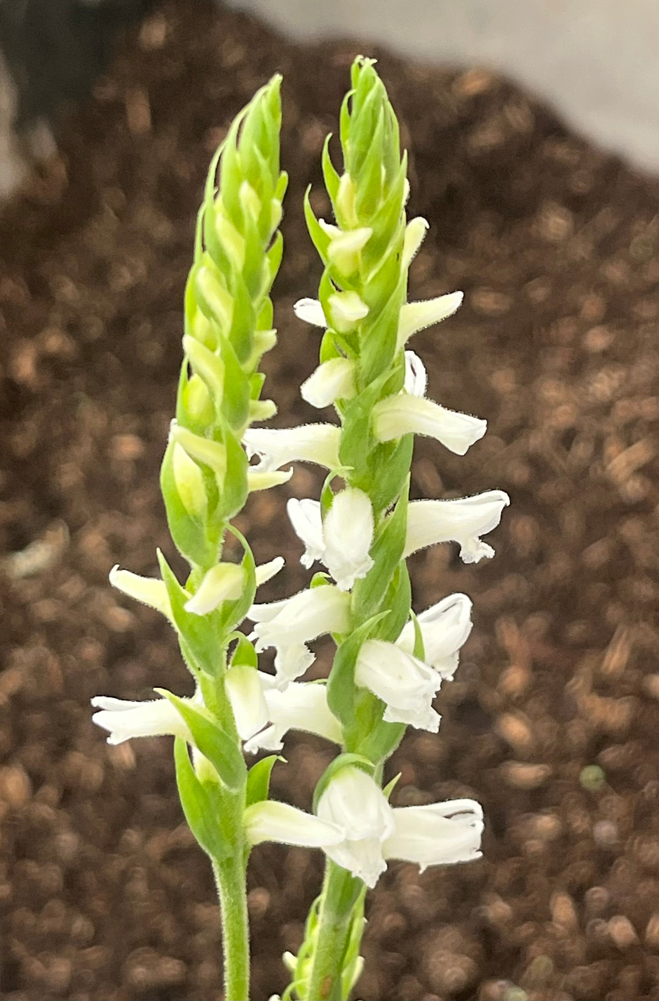Spiranthes x bightensis 'Chadds Ford'