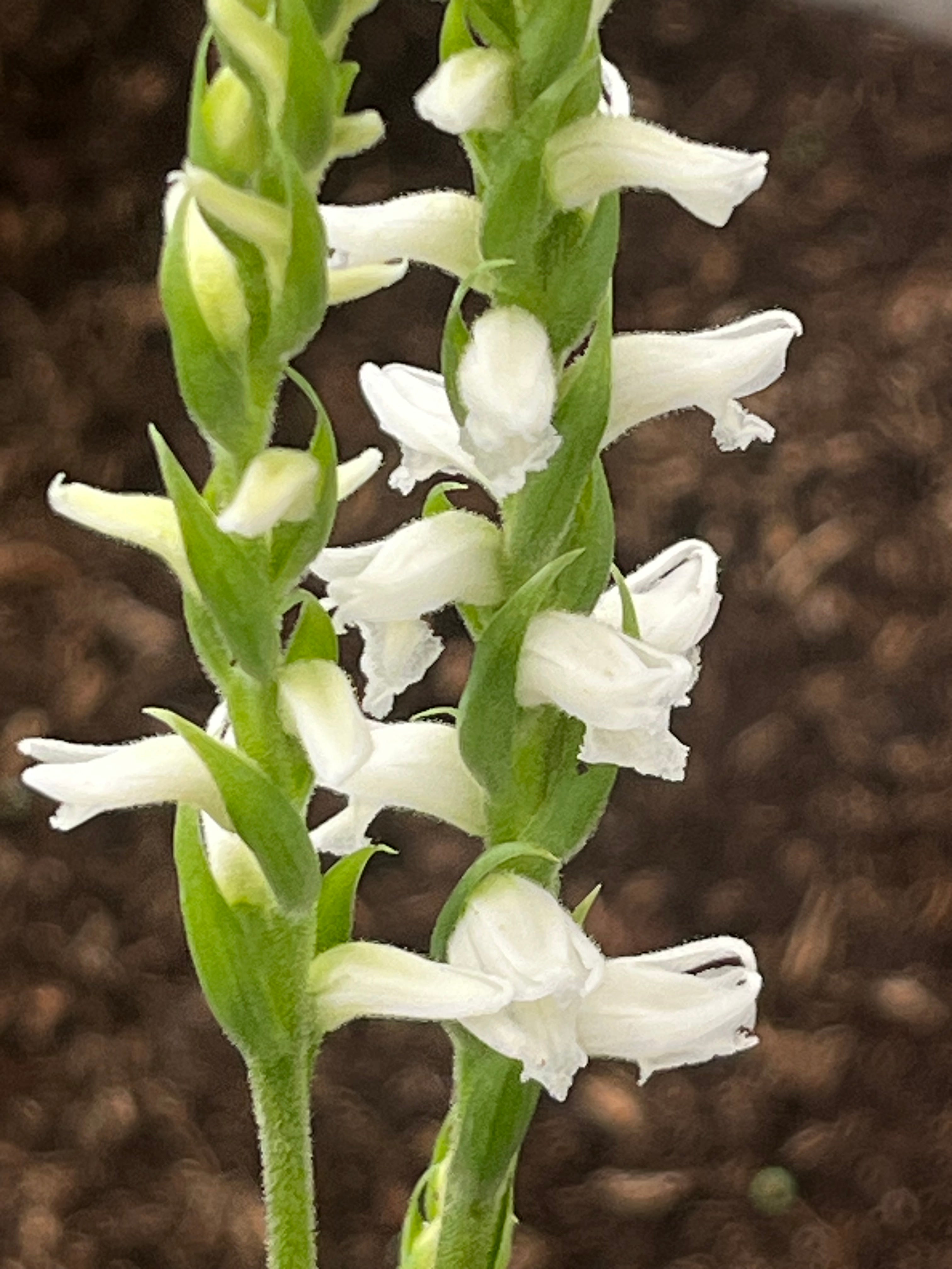 Spiranthes x bightensis 'Chadds Ford'