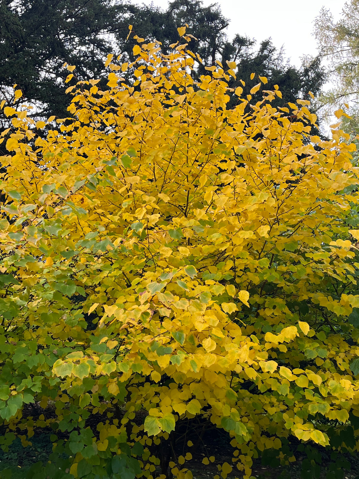 Lindera obtusiloba