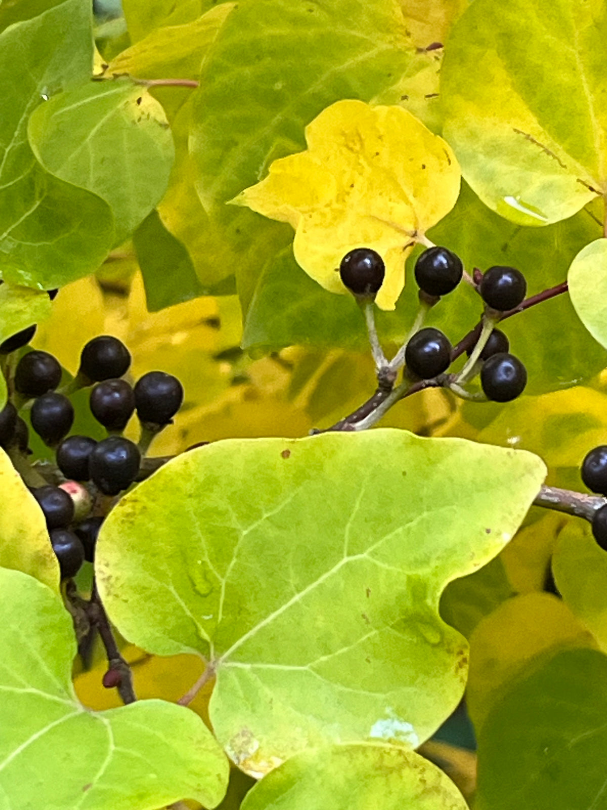 Lindera obtusiloba