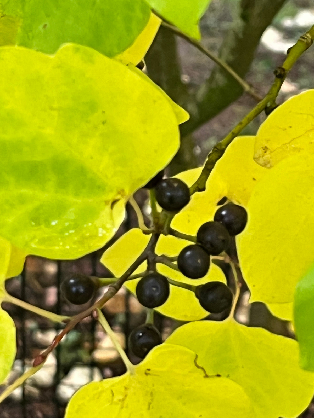 Lindera obtusiloba