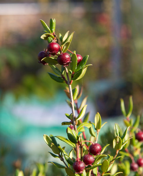Ugni molinae  'Strawberries & Cream'