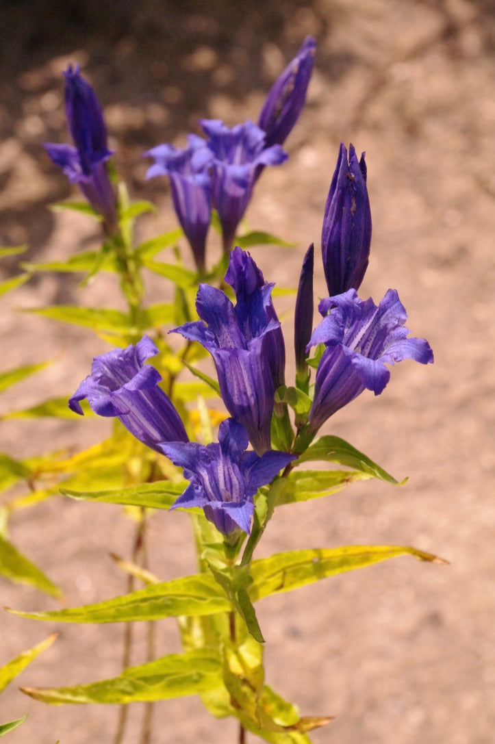 Gentiana asclepiadea AGM