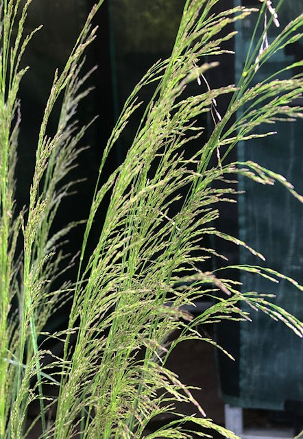 Deschampsia cespitosa ‘Garnet Schist&#39;