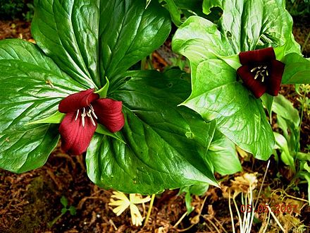 Trillium sulcatum