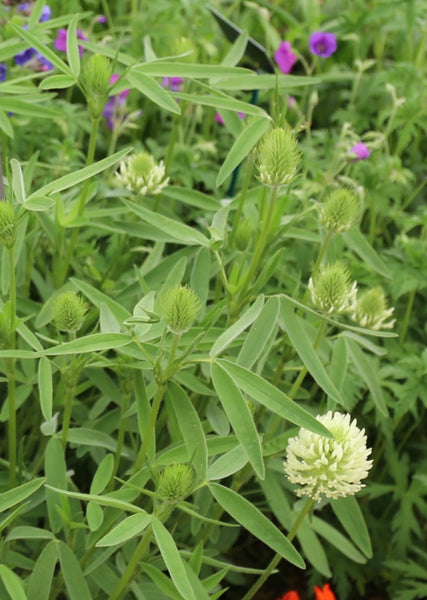 Trifolium ochroleucon