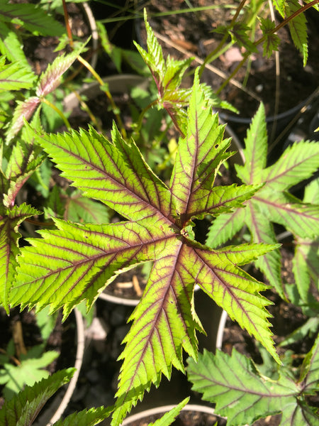 Filipendula multijuga 'Hjördis' ('Red Umbrellas')