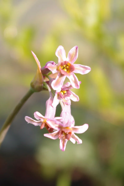 Tulbaghia ‘Hazel’