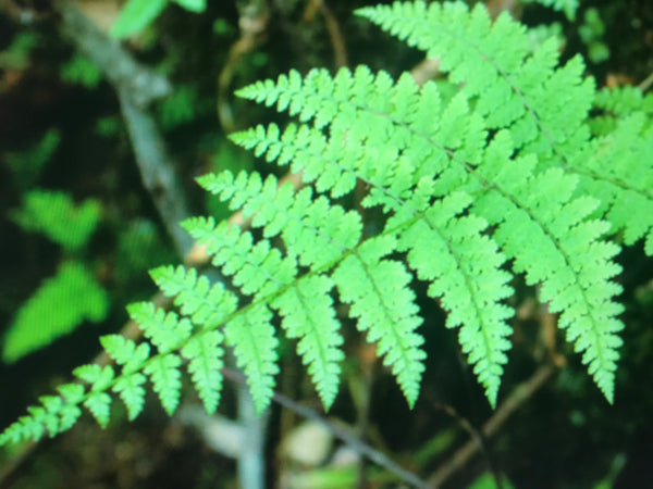 Acystopteris taiwaniana