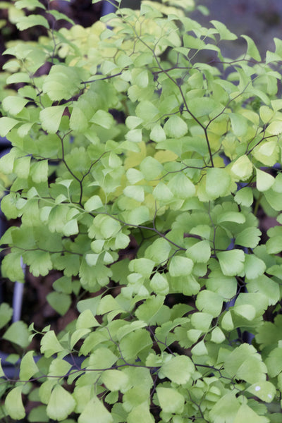 Adiantum x mairisii AGM