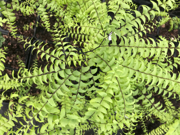 Adiantum pedatum 'Miss Sharples'