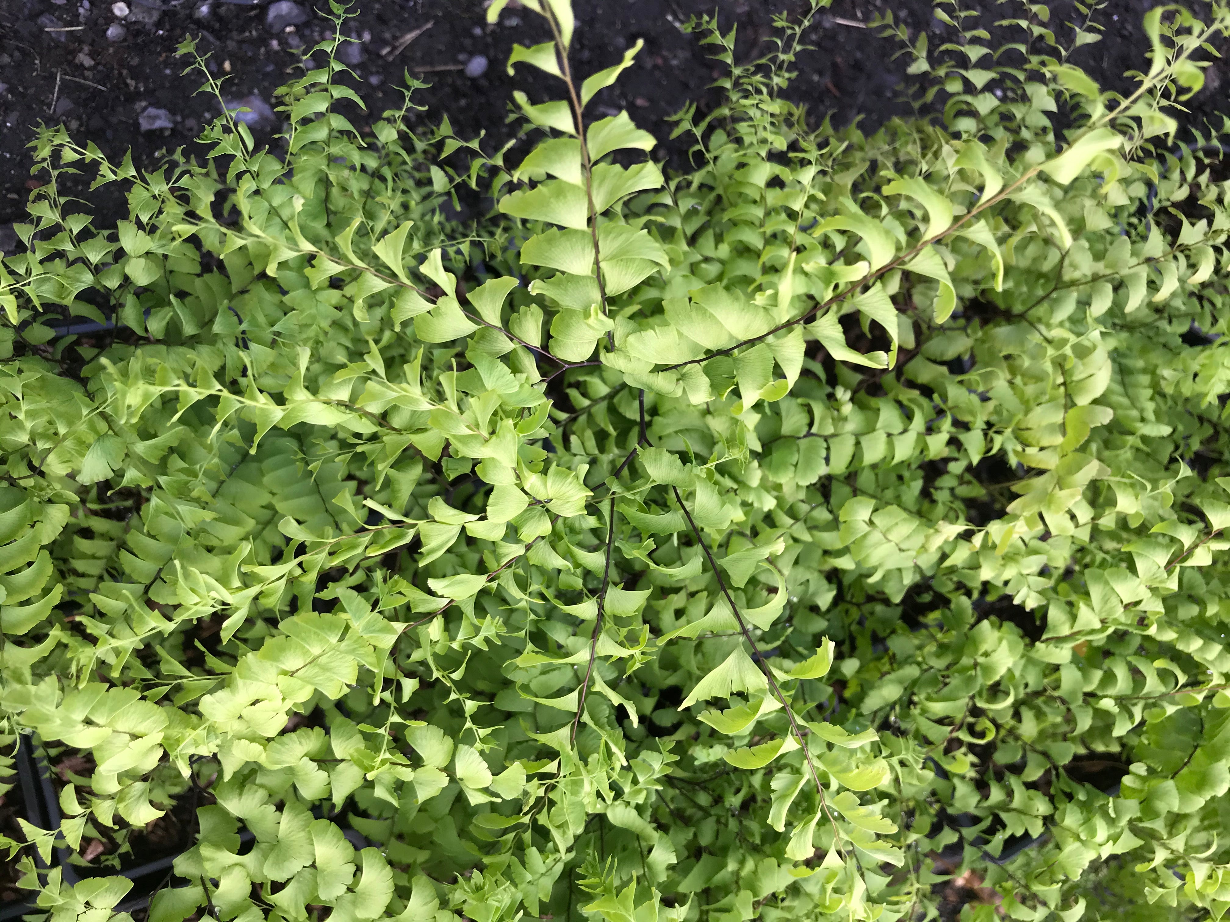 Adiantum pedatum