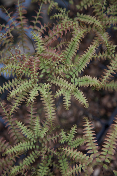 Adiantum pedatum 'Japonicum'