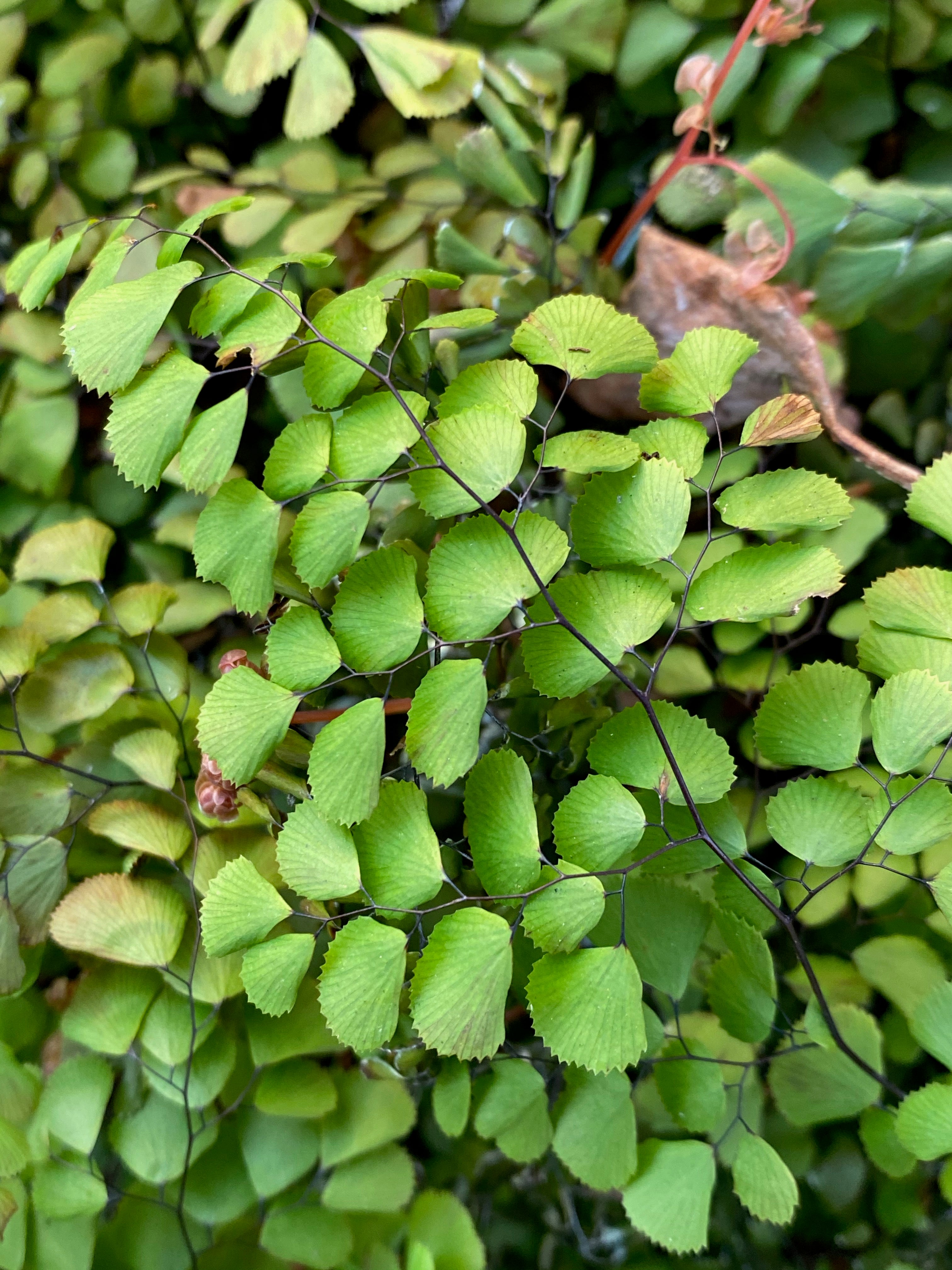 Adiantum venustum &#39;Tum Tum&#39;