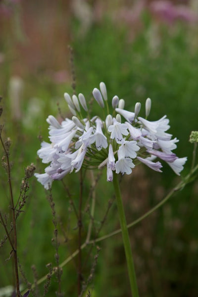 Agapanthus ‘Windsor Grey’
