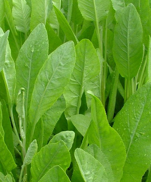Tanacetum balsamita