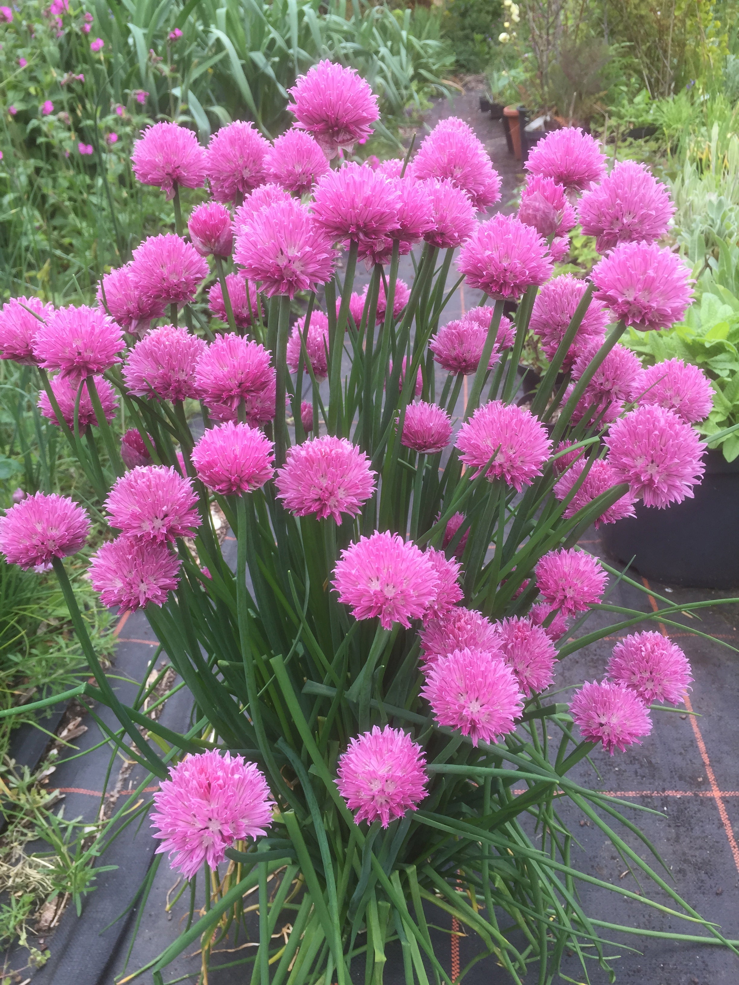 Allium schoenoprasum ‘Pink Bere’