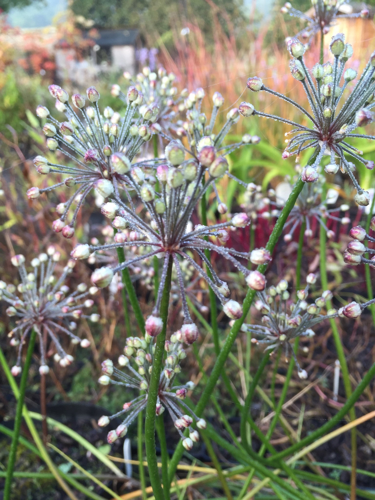 Allium chinense