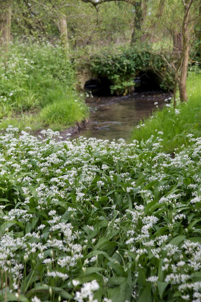 Allium ursinum