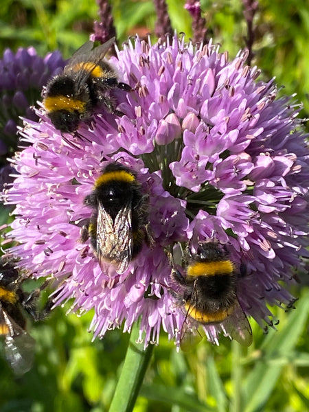 Allium nutans  'Esmee'