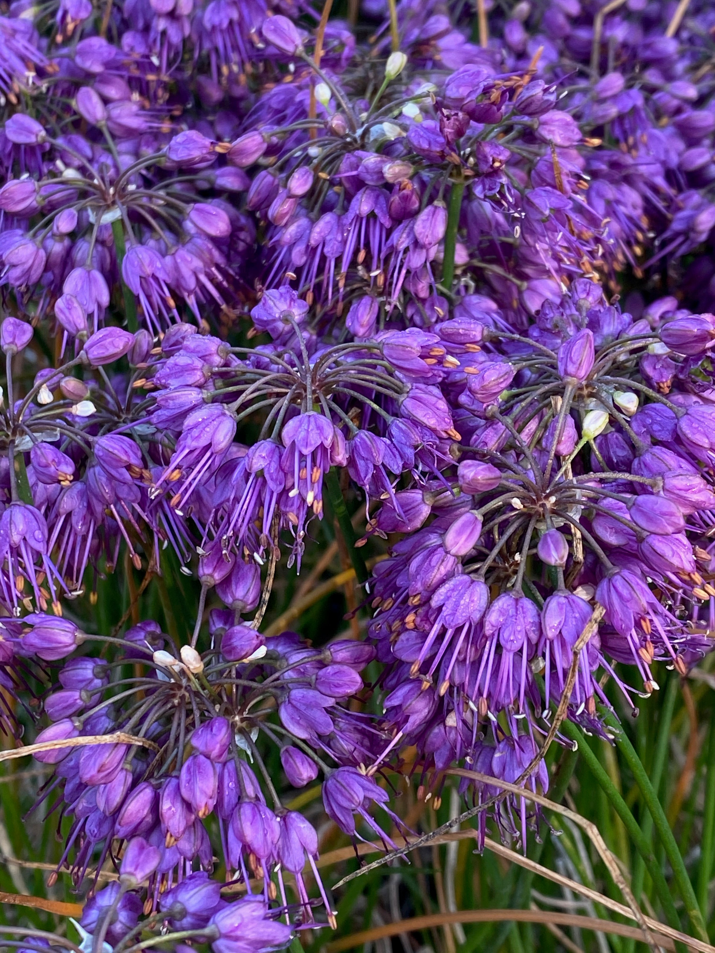 Allium thunbergii ‘Ozawa’