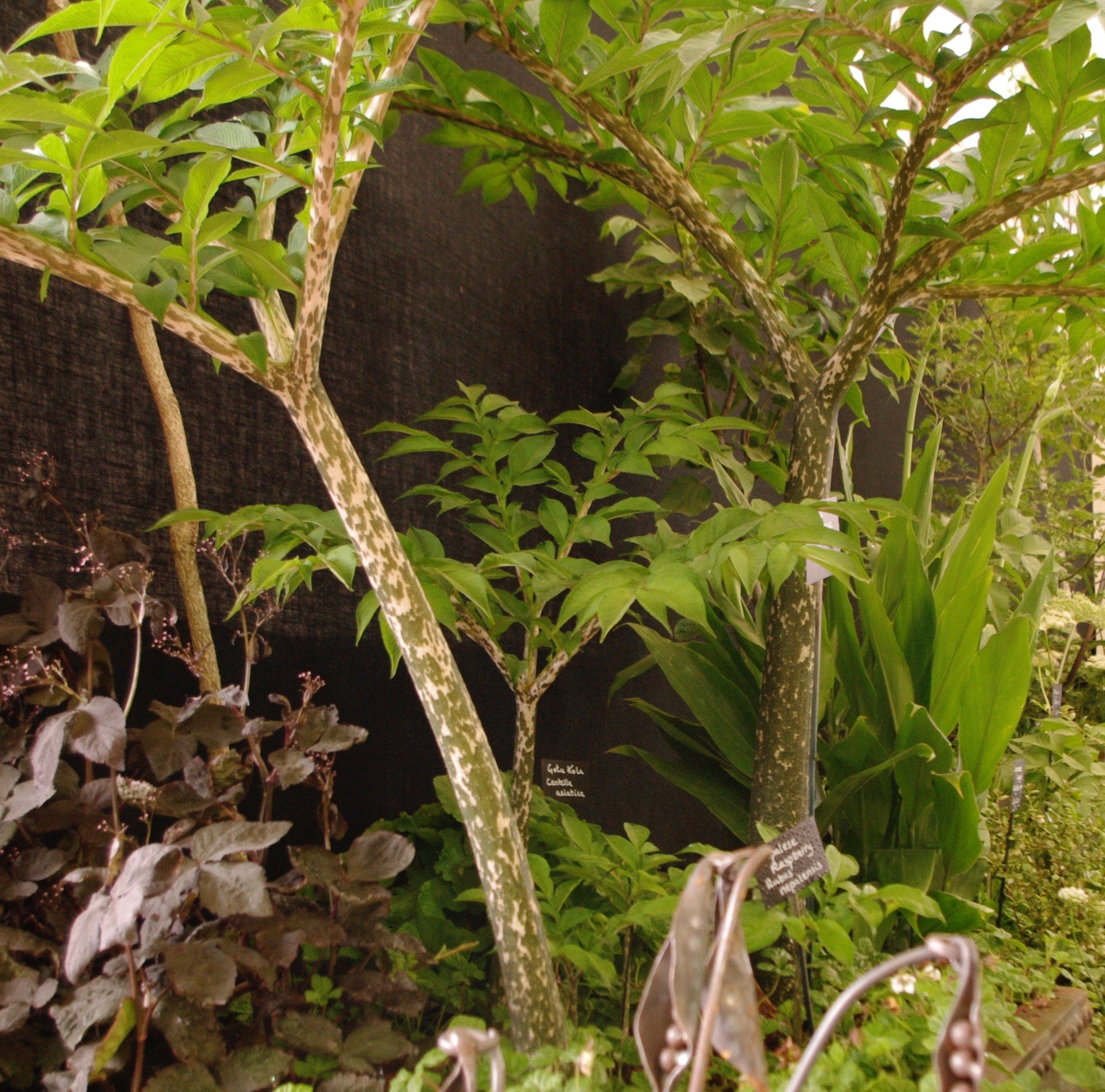 Amorphophallus konjac