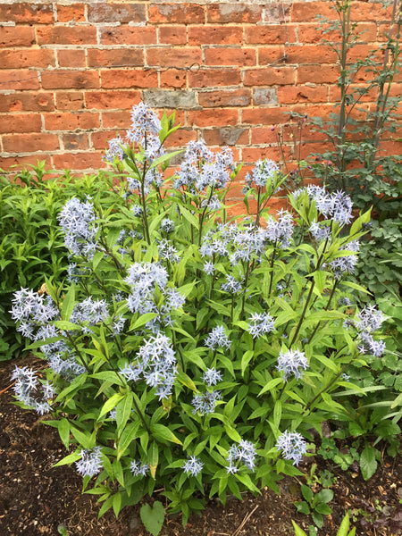 Amsonia tabernaemontana var. salicifolia