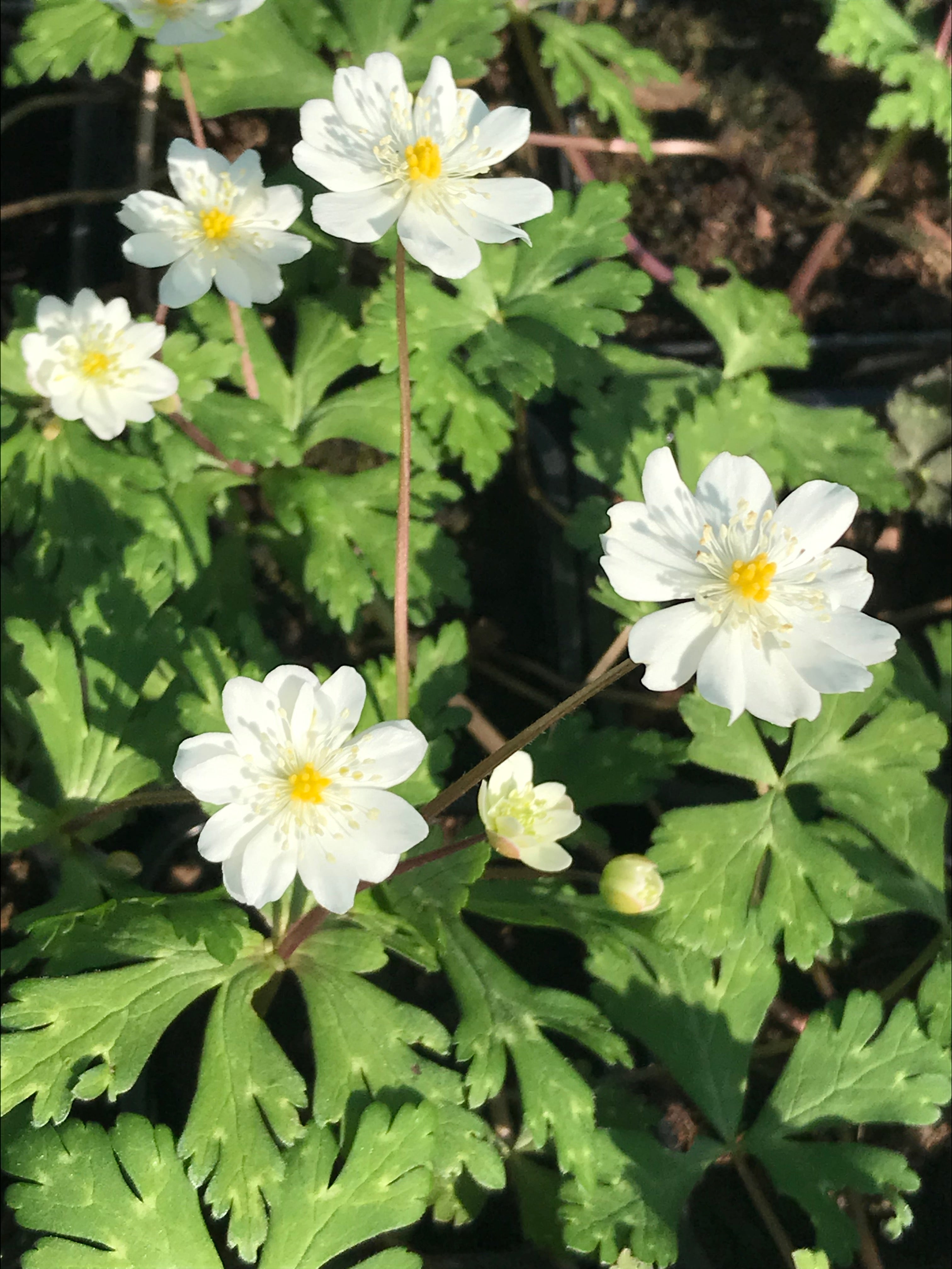 Anemone flaccida &#39;Ginpai&#39;