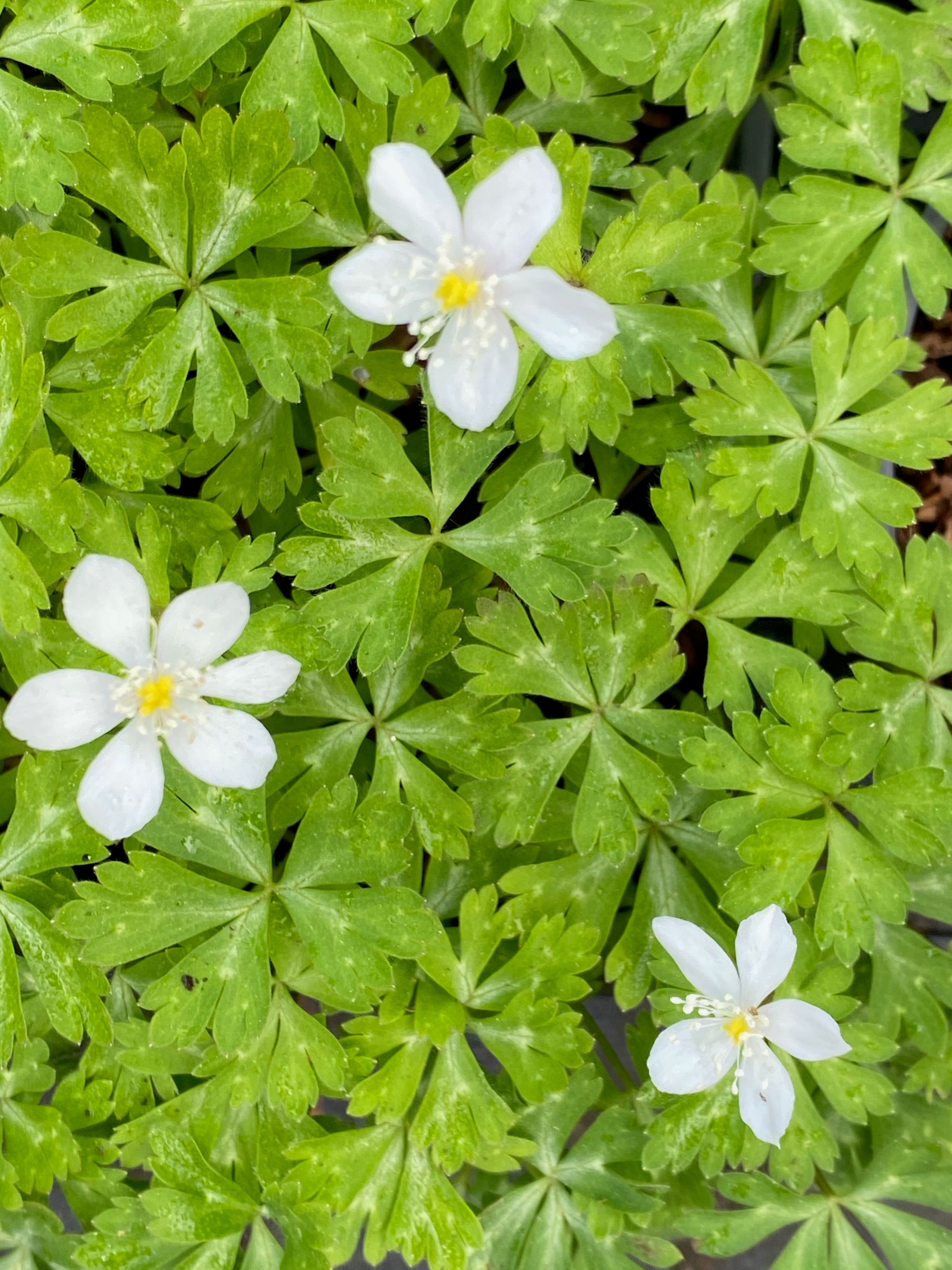 Anemone flaccida