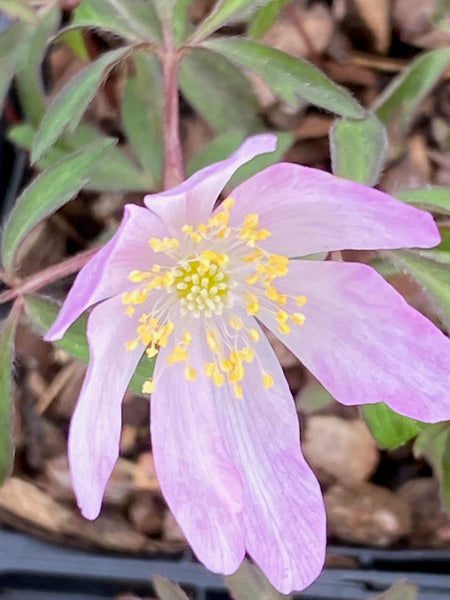 Anemone nemorosa 'Pink Carpet'