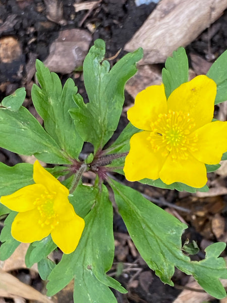 Anemone ranunculoides ‘Bill Baker’