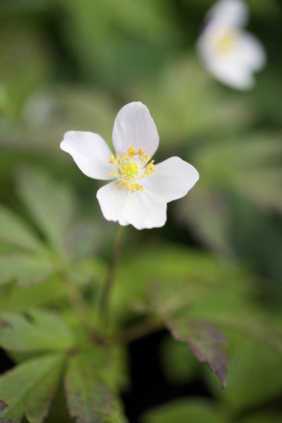 Anemone sylvestris