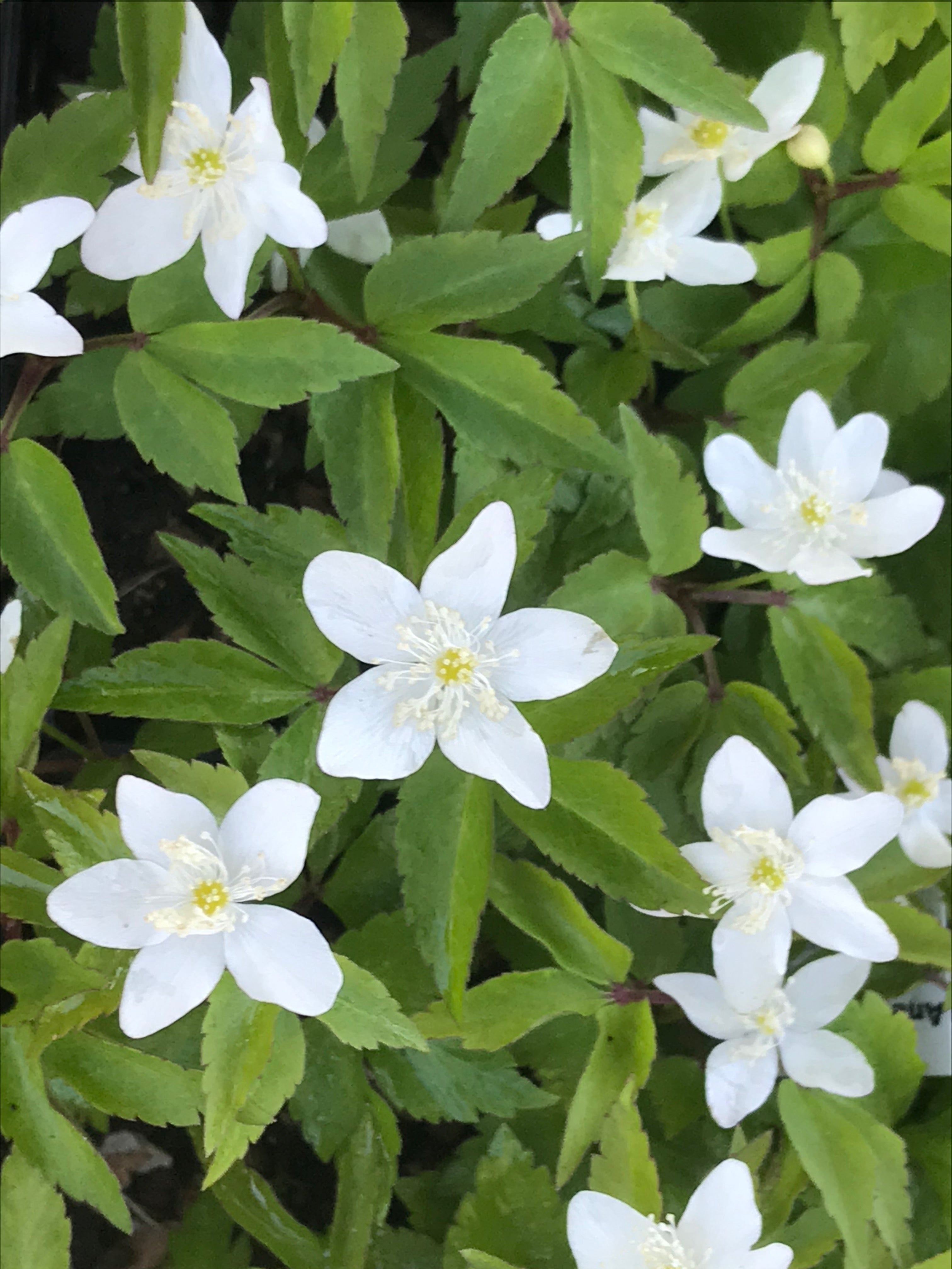 Anemone trifolia