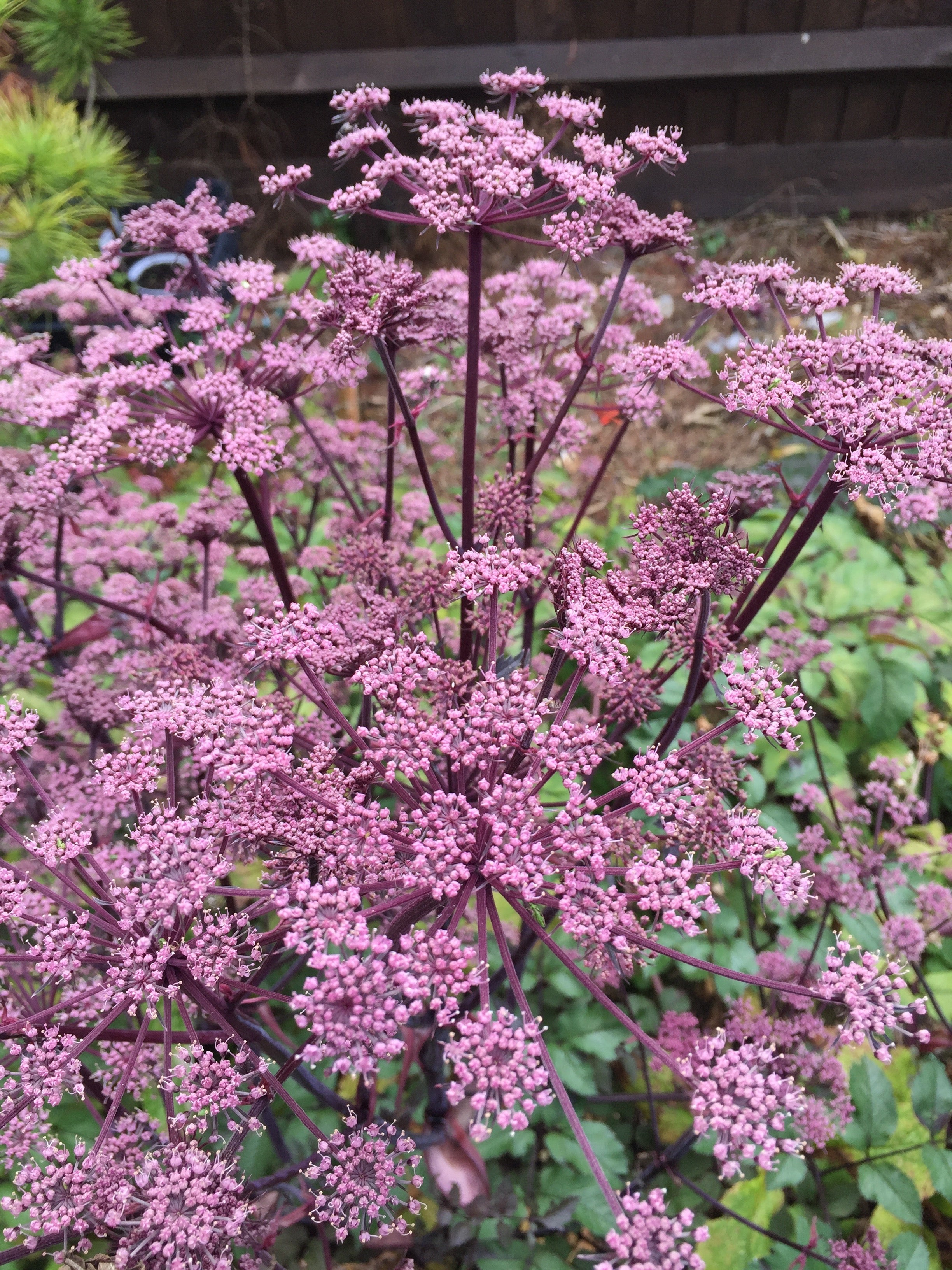 Angelica ‘Ebony’