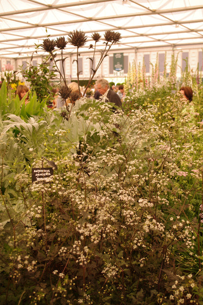 Anthriscus sylvestris ‘Ravenswing’