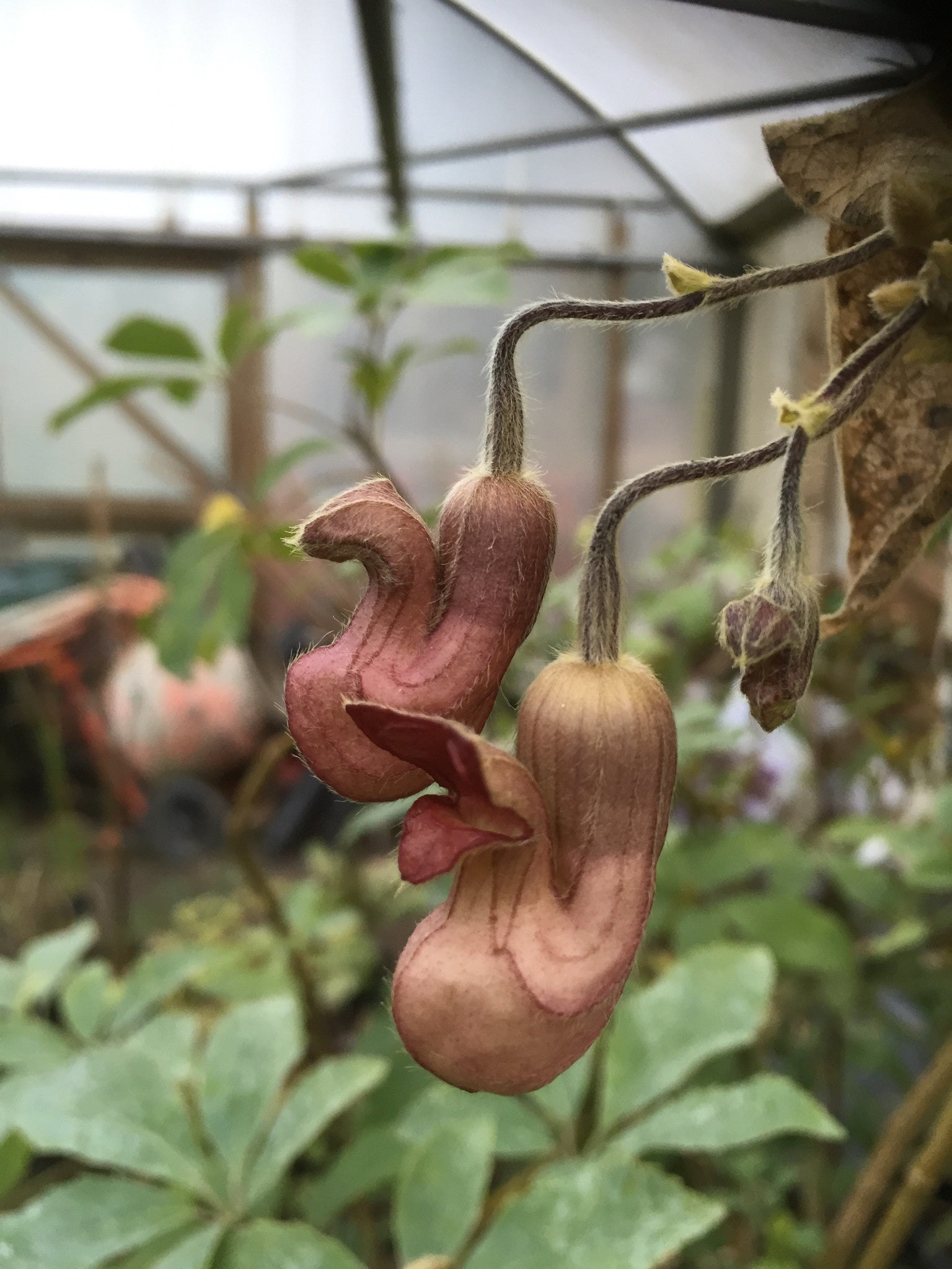 Aristolochia californica