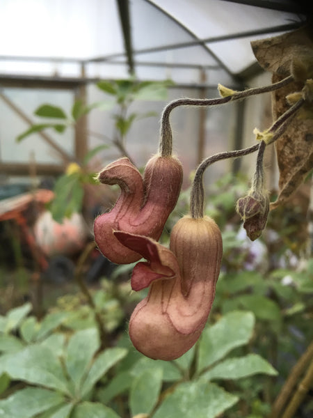 Aristolochia californica