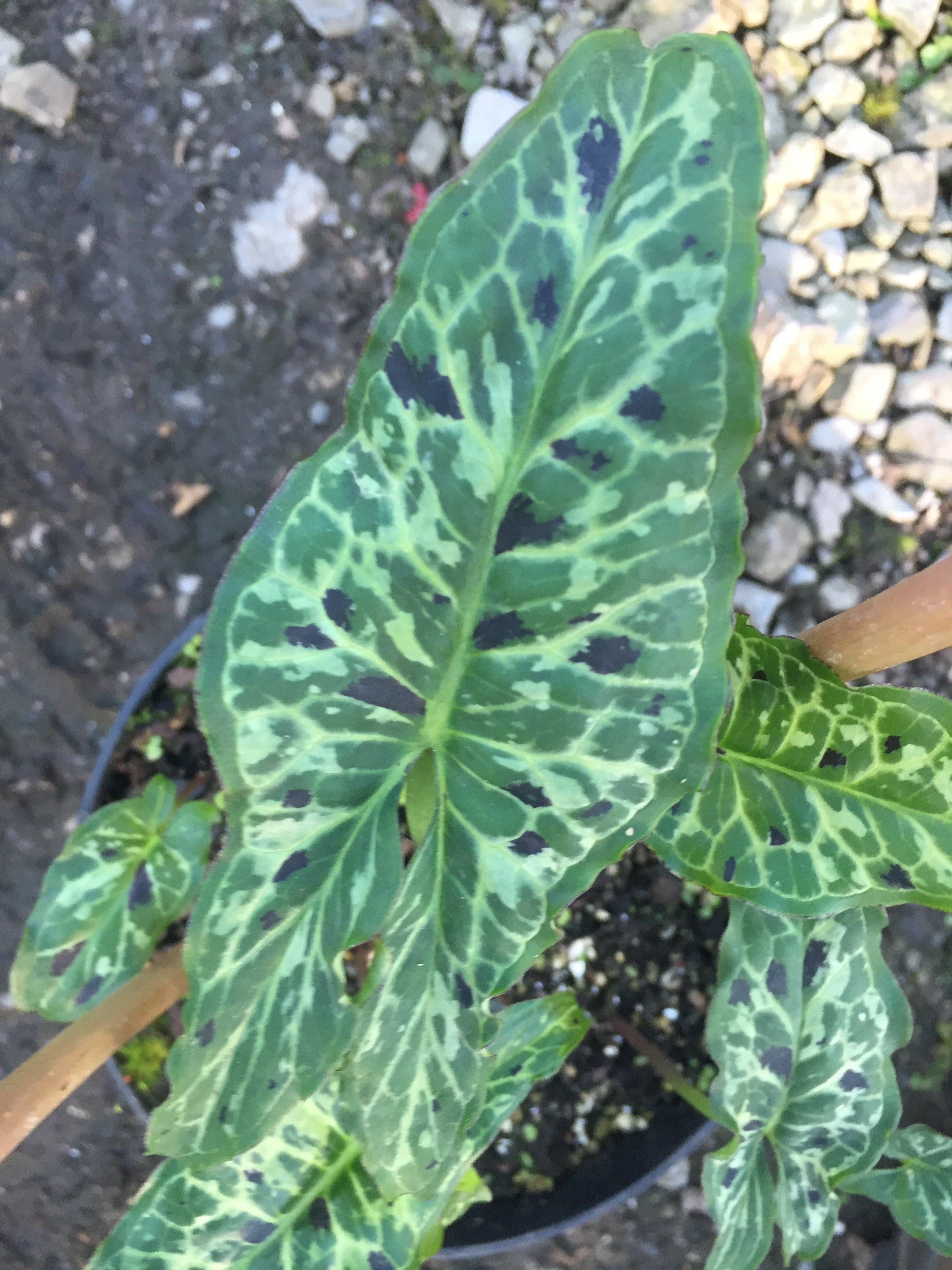 Arum concinnatum &#39;Mount Ida Form&#39;