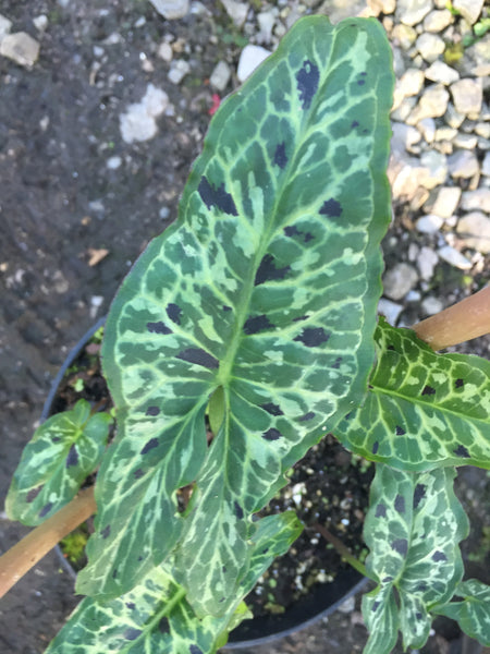 Arum concinnatum 'Mount Ida Form'