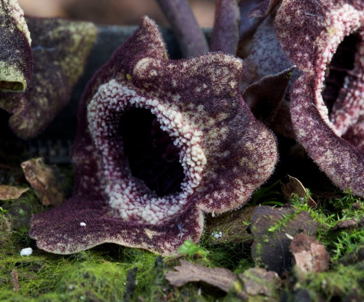 Asarum splendens