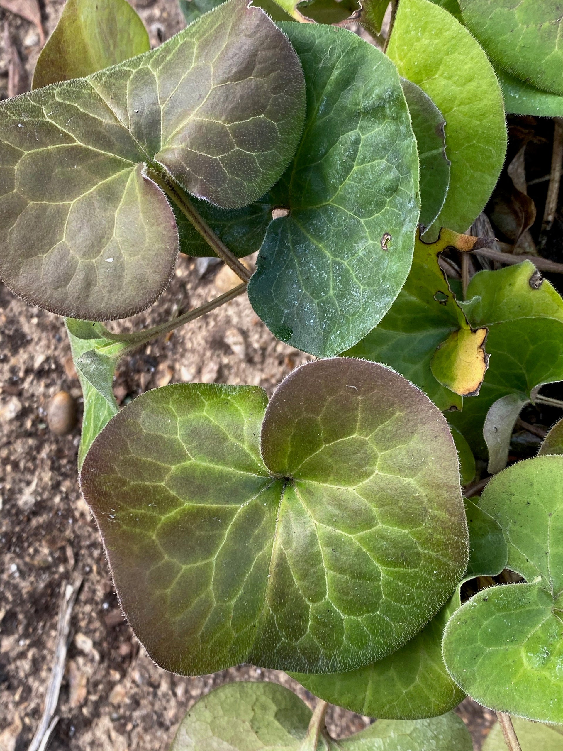 asarum-europaeum-apuseni-form-edulis