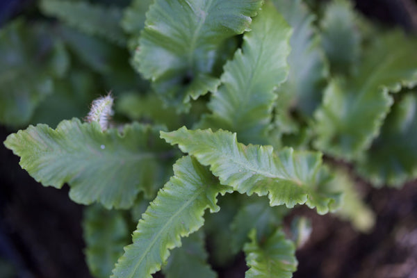 Asplenium scolopendrium 'Angustatum'